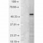 p53 Antibody